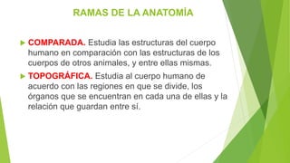 RAMAS DE LA ANATOMÍA
 COMPARADA. Estudia las estructuras del cuerpo
humano en comparación con las estructuras de los
cuer...