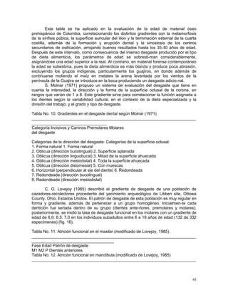 45
Esta tabla se ha aplicado en la evaluación de la edad de material óseo
prehispánico de Colombia, correlacionando los distintos gradientes con la metamorfosis
de la sínfisis púbica, la superficie auricular del ilion y la terminación esternal de la cuarta
costilla, además de la formación y erupción dental y la sinostosis de los centros
secundarios de osificación, arrojando buenos resultados hasta los 35-40 años de edad.
Después de este intervalo, como consecuencia del intenso desgaste producido por el tipo
de dieta alimenticia, los parámetros de edad se sobresti-man considerablemente,
asignándose una edad superior a la real. Al contrario, en material forense contemporáneo
la edad se subestima, pues la dieta alimenticia es más blanda y produce poca abrasión,
excluyendo los grupos indígenas, particularmente los guajiros, en donde además de
continuarse moliendo el maíz en metates la arena levantada por los vientos de la
península de la Guajira se introduce en la boca produciendo un desgaste adicio-nal.
S. Molnar (1971) propuso un sistema de evaluación del desgaste que tiene en
cuenta la intensidad, la dirección y la forma de la superficie oclusal de la corona, en
rangos que varían de 1 a 8. Este gradiente sirve para correlacionar la función asignada a
los dientes según la variabilidad cultural, en el contexto de la dieta especializada y la
división del trabajo, y el grado y tipo de desgaste.
Tabla No. 10. Gradientes en el desgaste dental según Molnar (1971)
________________________________________________________________________
_________________________________
Categoría Incisivos y Caninos Premolares Molares
del desgaste
Categorías de la dirección del desgaste: Categorías de la superficie oclusal:
1. Forma natural 1. Forma natural
2. Oblicua (dirección bucolingual) 2. Superficie aplanada
3. Oblicua (dirección linguobucal) 3. Mitad de la superficie ahuecada
4. Oblicua (dirección mesiodistal) 4. Toda la superficie ahuecada
5. Oblicua (dirección distomesial) 5. Con muescas
6. Horizontal (perpendicular al eje del diente) 6. Redondeada
7. Redondeada (dirección bucolingual)
8. Redondeada (dirección mesiodistal)
C. O. Lovejoy (1985) describió el gradiente de desgaste de una población de
cazadores-recolectores procedente del yacimiento arqueológico de Libben site, Ottowa
County, Ohio, Estados Unidos. El patrón de desgaste de esta población es muy regular en
forma y gradiente, además de pertenecer a un grupo homogéneo. Inicialmen-te cada
dentición fue seriada dentro de su grupo (dientes ante-riores, premolares y molares);
posteriormente, se midió la tasa de desgaste funcional en los molares con un gradiente de
edad de 6,0: 6,5: 7,0 en los individuos subadultos entre 6 a 18 años de edad (132 de 332
especímenes) (fig. 16).
Tabla No. 11. Atrición funcional en el maxilar (modificado de Lovejoy, 1985)
________________________________________________________________________
____________________________________
Fase Edad Patrón de desgaste
M1 M2 P Dientes anteriores
Tabla No. 12. Atrición funcional en mandíbula (modificado de Lovejoy, 1985)
________________________________________________________________________
 