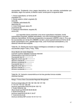 67
caucasoides. Empleando cinco rasgos descriptivos con dos variantes contrastadas que
denotaba, según los autores, la filiación racial, construyeron la siguiente tabla:
1. Arcos superciliares: en forma de M
ondulados (U)
2. Borde superior orbital: angulado (S)
romo (B)
3. Glabella: redondeada (R)
deprimida (D)
4. Unión frontonasal: plana (P)
prominente (B)
5. Distancia interorbitaria: angosta (N)
ancha (W)
Los negroides típicos presentan unos arcos superciliares ondulados, borde
supraorbitario angulado, glabella redondeada, una unión frontonasal plana y una gran
distancia interorbitaria. Su fórmula corresponde a la expresión USRPW o tipo U. A su vez,
los caucasoides son de tipo M o MBDBN, es decir, arcos supraorbi-tarios en forma de M,
borde supraorbitario romo, glabella depri-mida, unión frontonasal sobresaliente y una
distancia interorbi-taria angosta.
Tabla No. 23. Distribución de los rasgos morfológicos craneales en negroides y
caucasoides (según Todd y Tracy, 1930)
________________________________________________________________________
Arcos Borde orb Unión Distancia
supraorb superior Glabella Frontonas interorbit
Característica U M S R R D P B W N
Caucasoide tipo M + + + + + + +
Negroide americ tipo M + + + + + +
Africano oriental M + + + + + + + +
Africano occidental M + + + + + +
Caucasoide tipo U + + + + + +
Negroide amer tipo U + + + + +
Africano oriental U + + + + +
Africano occidental U + + + + +
_______________________________________________________________________
Tabla No. 24. Variación craneométrica en los tres grandes troncos raciales
(distintas fuentes)
________________________________________________________________________
Rasgo / Tronco Sexo Caucasoide Negroide Mongoloide
Anchura bicigomática M 126-136 126-136 137-150
F 110-127 110-127 128-140
Anchura cigomaxilar M 82-94 82-94 100-112
F 78-89 78-89 95-106
Altura facial sup M 64-68 58-65 68-84
F 59-64 54-63 64-78
Anchura nasal M 20-26 26-31 24-27
F 19-24 25-30 23-26
Anchura simótica M/F 2,5-9,5 10-14 7,5-11,5
 