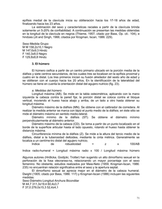 71
epífisis medial de la clavícula inicia su obliteración hacia los 17-18 años de edad,
finalizando hacia los 23 años.
La estimación del sexo y características raciales a partir de la clavícula brinda
solamente un 5-20% de confiabilidad. A continuación se presentan las medidas obtenidas
en la longitud de la clavícula en negros (Thieme, 1957; citado por Bass, Op. cit.: 104), e
hindúes (Jit and Singh, 1966; citados por Krogman, Iscan, 1986: 229).
Sexo Medida Grupo
M M 158,2±10,1 Negro
M 147,6±9,3 Hindú
F 140,3±8,0 Negro
F 129,8±8,8 Hindú
3. El húmero
El húmero osifica a partir de un centro primario ubicado en la porción media de la
diáfisis y siete centros secundarios, de los cuales tres se localizan en la epífisis proximal y
cuatro en la distal. Los tres primeros inician su fusión alrededor del sexto año de edad y
se obliteran con el cuerpo hacia los 20 años. En la identificación de la lateralidad del
húmero se tiene en cuenta la orientación distal del agujero nutricio (fig. 23).
a. Medidas del húmero
Longitud máxima (AB). Se mide en la tabla osteométrica, aplicando con la mano
izquierda la cabeza contra la pared fija; la porción distal se coloca contra el bloque
vertical, moviendo el hueso hacia abajo y arriba, de un lado a otro hasta obtener su
longitud máxima.
Diámetro máximo de la diáfisis (MN). Se obtiene con el calibrador de corredera. Al
realizar la medida anterior se marca con lápiz el punto medio de la diáfisis; en éste sitio se
mide el diámetro máximo en sentido medio-lateral.
Diámetro mínimo de la diáfisis (ST). Se obtiene el diámetro mínimo
perpendicularmente al diámetro anterior.
Diámetro máximo de la cabeza (CD). Se toma a partir de un punto localizado en el
borde de la superficie articular hasta el lado opuesto, rotando el hueso hasta obtener la
distancia máxima.
Circunferencia mínima de la diáfisis (Z). Se mide a la altura del tercio medio de la
diáfisis, distal a la tuberosidad deltoidea, mediante la cinta métrica. Generalmente se
localiza a un centíme-tro distal del agujero nutricio.
Indice de robusticidad = z x 100/AB
Indice radio-humeral = Longitud máxima radio x 100 / Longitud máxima húmero
Algunos autores (Hrdlicka, Godijcki, Trotter) han sugerido un alto dimorfismo sexual en la
perforación de la fosa olecranea-na, relacionando un mayor porcentaje con el sexo
femenino. No obstante, estudios realizados por Maia-Neto (1959; Krogman-Iscan, 1986:
235) no encuentran relación significativa entre el sexo y la apertura septal.
El dimorfismo sexual se aprecia mejor en el diámetro de la cabeza humeral.
Dwight (1905; citado por Bass, 1986: 117) y Krogman-Iscan (1986) incluyen las siguientes
medidas:
Sexo Diámetro Longitud Anchura Bicondilar
M 44,7 311,3±19,4 60,4±3,7
F 37,0 279,0±15,3 52,4±4,1
 