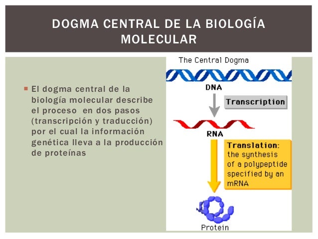 Dogma biologia molecular Dogma biologia molecular