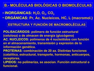 B.- MOLÉCULAS BIOLÓGICAS O BIOMOLÉCULAS INORGÁNICAS:  H 2 O, O 2 , CO 2 ORGÁNICAS:  Pr, Ac. Nucleicos, HC, L (macromol.) ESTRUCTURA Y FUNCIÓN DE MACROMOLÉCULAS POLISACÁRIDOS:  polímero de función estructural (celulosa) o de almacen de energía (glucógeno) AC. NUCLEICOS:  polímeros de 4 nucleótidos con función en el almacenamiento, transmisión y expresión de la información genética. PROTEINAS:  combinación de 20 aa. Distintas funciones (catalítica, estructural, transporte, hormonas, anticuerpos, receptores. LIPIDOS:  no polimeriza, se asocian. Función estructural o funcional.  