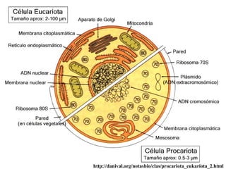 http://danival.org/notasbio/clas/procariota_eukariota_2.html 
