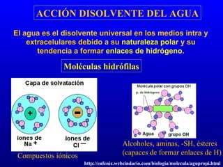 ACCIÓN DISOLVENTE DEL AGUA El agua es el disolvente universal en los medios intra y extracelulares debido a su  naturaleza polar  y su tendencia a formar  enlaces de hidrógeno . Moléculas hidrófilas Alcoholes, aminas, -SH, ésteres (capaces de formar enlaces de H) Compuestos iónicos http://enfenix.webcindario.com/biologia/molecula/agupropi.html 