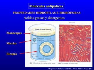 Moléculas anfipáticas Acidos grasos y detergentes PROPIEDADES HIDRÓFILAS E HIDRÓFOBAS Monocapas Micelas Bicapas “ Bioquímica” Mathews, van Holde y Ahern. Addison Wesley 2002 