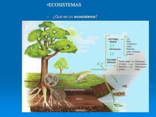 •ECOSISTEMAS
 ¿Qué es un ecosistema?
 