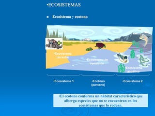  Ecosistema y ecotono
•ECOSISTEMAS
•El ecotono conforma un hábitat característico que
alberga especies que no se encuentran en los
ecosistemas que lo rodean.
•Ecosistema 1 •Ecosistema 2
•Ecotono
(pantano)
•Ecosistema
terrestre
•Ecosistema
acuático
•Ecosistema de
transición
 