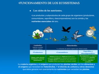  Los ciclos de los nutrientes.
•Productores
•Los productos y subproductos de cada grupo de organismo (productores,
consumidores, saprofitos y descomponedores) son la comida y los
nutrientes esenciales del otro.
•Consumidores
•Saprófitos y
descomponedores
•Autótofos:
elaboran su propia
materia orgánica
•Heterótrofos:
• se alimentan de materia orgánica para obtener energía
•Plantas verdes, bacterias
fotosintéticas y bacterias
quimiosintéticas
•Primaros (herbívoros), Omnívoros (herbívoros o
carnívoros), Secundarios (se alimentan de los primarios),
de Orden superior (se alimentan de otros carnívoros) y
Parásitos (toman como huésped a otra planta o animal)
•Descomponedores (se alimentan
de putrefacción) Saprófitos
primarios (se alimentan de
detritos) y Saprófitos
secundarios
•La materia orgánica y el oxígeno que producen las plantas verdes son los alimentos y
el oxigeno que necesitan los heterótrofos. Y el dióxido de carbono y otros desechos
que éstos generan son exactamente los nutrientes que necesitan las plantas.
•FUNCIONAMIENTO DE LOS ECOSISTEMAS
 