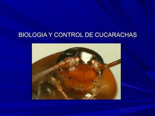 BIOLOGIA Y CONTROL DE CUCARACHAS
 