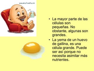 • La mayor parte de las
células son
pequeñas. No
obstante, algunas son
grandes.
• La yema de un huevo
de gallina, es una
célula grande. Puede
ser así porque no
necesita asimilar más
nutrientes.
 
