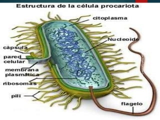 Preparado
por:
Prof.
Carreras
Esc.
 