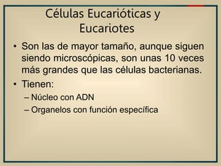 Células Eucarióticas y
Eucariotes
• Son las de mayor tamaño, aunque siguen
siendo microscópicas, son unas 10 veces
más grandes que las células bacterianas.
• Tienen:
– Núcleo con ADN
– Organelos con función específica
 