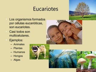 of. Carreras Esc.
Eucariotes
•
•
•
Los organismos formados
por células eucarióticas,
son eucariotes.
Casi todos son
multicelulares.
Ejemplos:
– Animales
– Plantas
– Humanos
– Hongos
– Algas
 