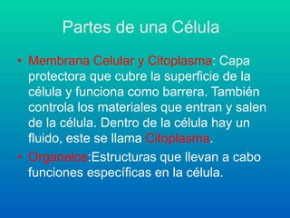 Partes de una Célula
• Membrana Celular y Citoplasma: Capa
protectora que cubre la superficie de la
célula y funciona como barrera. También
controla los materiales que entran y salen
de la célula. Dentro de la célula hay un
fluido, este se llama Citoplasma.
• Organelos:Estructuras que llevan a cabo
funciones específicas en la célula.
 