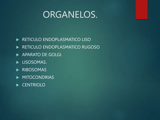ORGANELOS.
 RETICULO ENDOPLASMATICO LISO
 RETICULO ENDOPLASMATICO RUGOSO
 APARATO DE GOLGI.
 LISOSOMAS.
 RIBOSOMAS
 MITOCONDRIAS
 CENTRIOLO
 