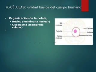 4.-CÉLULAS: unidad básica del cuerpo humano
- Organización de la célula;
• Núcleo (membrana nuclear)
• Citoplasma (membrana
celular)
–
+ 2+
4
2-
4
2-
3
- + - 2+
 