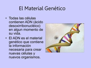 El Material Genético
• Todas las células
contienen ADN (ácido
desoxirribonucléico)
en algun momento de
su vida.
• El ADN es el material
genético que contiene
la información
necesaria para crear
nuevas células y
nuevos organismos.
 