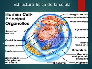 Estructura física de la célula

 