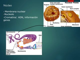 Núcleo
- Membrana nuclear
-Nucleolo
-Cromatina: ADN, información
genes
 