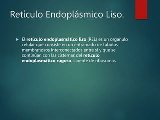 Retículo Endoplásmico Liso.
 El retículo endoplasmático liso (REL) es un orgánulo
celular que consiste en un entramado de túbulos
membranosos interconectados entre sí y que se
continúan con las cisternas del retículo
endoplasmático rugoso. carente de ribosomas
 
