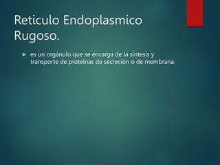 Reticulo Endoplasmico
Rugoso.
 es un orgánulo que se encarga de la síntesis y
transporte de proteínas de secreción o de membrana.
 