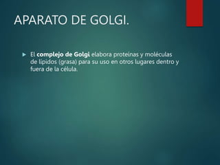 APARATO DE GOLGI.
 El complejo de Golgi elabora proteínas y moléculas
de lípidos (grasa) para su uso en otros lugares dentro y
fuera de la célula.
 