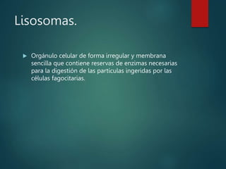 Lisosomas.
 Orgánulo celular de forma irregular y membrana
sencilla que contiene reservas de enzimas necesarias
para la digestión de las partículas ingeridas por las
células fagocitarias.
 