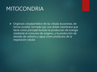 MITOCONDRIA
 Orgánulo citoplasmático de las células eucariotas, de
forma ovoidal, formado por una doble membrana que
tiene como principal función la producción de energía
mediante el consumo de oxígeno, y la producción de
dióxido de carbono y agua como productos de la
respiración celular.
 