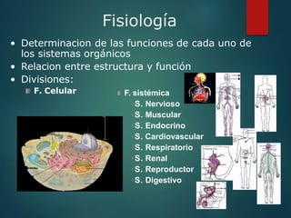Fisiología
• Determinacion de las funciones de cada uno de
los sistemas orgánicos
• Relacion entre estructura y función
• Divisiones:
F. Celular F. sistémica
S. Nervioso
S. Muscular
S. Endocrino
S. Cardiovascular
S. Respiratorio
S. Renal
S. Reproductor
S. Digestivo
 