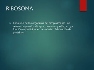 RIBOSOMA
 Cada uno de los orgánulos del citoplasma de una
célula compuestos de agua, proteínas y ARN, y cuya
función es participar en la síntesis o fabricación de
proteínas.
 