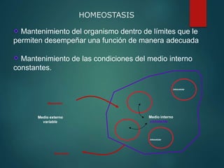 Mantenimiento del organismo dentro de límites que le
permiten desempeñar una función de manera adecuada
Mantenimiento de las condiciones del medio interno
constantes.
HOMEOSTASIS
Medio externo
variable
intracelular
intracelular
Medio interno
constante
Excreción
Absorción
 
