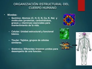 • Niveles:
– Químico: Atomos (C, H, O, N, Ca, K, Na) y
moléculas (proteínas, carbohidratos,
grasas y vitaminas) esenciales para
mantenimiento de la vida.
– Celular: Unidad estructural y funcional
básica.
– Tisular: Tejidos, grupos de células
similares.
– Sistémico: Diferentes órganos unidos para
desempeño de una función.
ORGANIZACIÓN ESTRUCTURAL DEL
CUERPO HUMANO
 