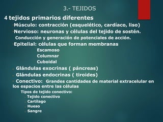 4 tejidos primarios diferentes
Músculo: contracción (esquelético, cardíaco, liso)
Nervioso: neuronas y células del tejido de sostén.
Conducción y generación de potenciales de acción.
Epitelial: células que forman membranas
Escamoso
Columnar
Cuboidal
 Glándulas exocrinas ( páncreas)
 Glándulas endocrinas ( tiroides)
 Conectivo: Grandes cantidades de material extracelular en
los espacios entre las células
Tipos de tejido conectivo:
 Tejido conectivo
 Cartílago
 Hueso
 Sangre
3.- TEJIDOS
 