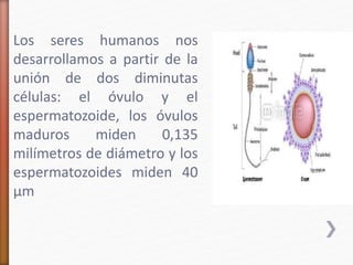 Los seres humanos nos 
desarrollamos a partir de la 
unión de dos diminutas 
células: el óvulo y el 
espermatozoide, los óvulos 
maduros miden 0,135 
milímetros de diámetro y los 
espermatozoides miden 40 
μm 
 