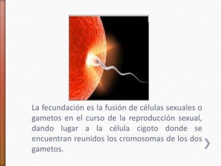 La fecundación es la fusión de células sexuales o 
gametos en el curso de la reproducción sexual, 
dando lugar a la célula cigoto donde se 
encuentran reunidos los cromosomas de los dos 
gametos. 
 