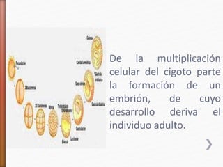 De la multiplicación 
celular del cigoto parte 
la formación de un 
embrión, de cuyo 
desarrollo deriva el 
individuo adulto. 
 