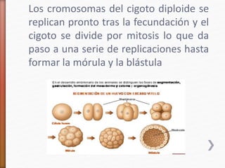 Los cromosomas del cigoto diploide se 
replican pronto tras la fecundación y el 
cigoto se divide por mitosis lo que da 
paso a una serie de replicaciones hasta 
formar la mórula y la blástula 
 