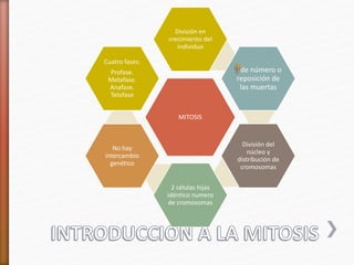 División en 
crecimiento del 
individuo 
MITOSIS 
de número o 
reposición de 
las muertas 
División del 
núcleo y 
distribución de 
cromosomas 
2 células hijas 
idéntico numero 
de cromosomas 
Cuatro fases: 
Profase. 
Metafase. 
Anafase. 
Telofase 
No hay 
intercambio 
genético 
 