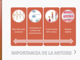 Reproducción 
asuexual 
Constante el 
numero de 
cromosomas 
Crecimiento 
del cuerpo 
Repara 
tejidos 
 