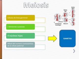 Células de línea germinal 
2 divisiones sucesivas 
4 núcleos hijos 
Mitad del numero cromosómico 
de la célula paternal 
GAMETOS 
 