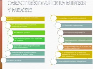 División ecuacional que separa las cromátides 
humanas. 
Una división citoplasmática por cada 
cromosoma ecuacional. 
No se forman quiasmas. 
Dos elementos (células hijas) producidos 
en cada ciclo. 
Igualdad del contenido genético de los 
productos mitóticos 
N. células hijas es el mismo que el N. 
cromosomas de la célula madre. 
las células somáticas 
Primera etapa es una división reduccional 
Dos divisiones citoplasmáticas. 
Dos divisiones citoplasmáticas. 
Cuatro elementos celulares producidos 
por ciclo. 
El contenido genético de los productos 
meióticos es diferente 
El N. cromosomas de los productos 
meióticos es la mitad de los cromosomas 
de la célula madre 
células especializadas de la línea germinal. 
