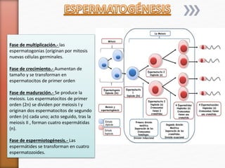 Fase de multiplicación.- las 
espermatogonias (originan por mitosis 
nuevas células germinales. 
Fase de crecimiento.- Aumentan de 
tamaño y se transforman en 
espermatocitos de primer orden 
Fase de maduración.- Se produce la 
meiosis. Los espermatocitos de primer 
orden (2n) se dividen por meiosis I y 
originan dos espermatocitos de segundo 
orden (n) cada uno; acto seguido, tras la 
meiosis II , forman cuatro espermátidas 
(n). 
Fase de espermiotogénesis.- Las 
espermátides se transforman en cuatro 
espermatozoides. 
 