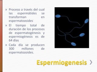 » Proceso a través del cual 
las espermátides se 
transforman en 
espermatozoides 
» El tiempo total de 
duración de los procesos 
de espermatogénesis y 
espermiogénesis es de 
64 días 
» Cada día se producen 
300 millones de 
espermatozoides. 
 