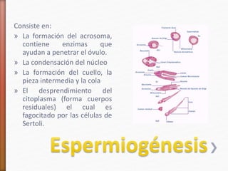 Consiste en: 
» La formación del acrosoma, 
contiene enzimas que 
ayudan a penetrar el óvulo. 
» La condensación del núcleo 
» La formación del cuello, la 
pieza intermedia y la cola 
» El desprendimiento del 
citoplasma (forma cuerpos 
residuales) el cual es 
fagocitado por las células de 
Sertoli. 
 