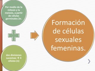 Por medio de la 
mitosis y la 
meiosis, a partir 
de células 
germinales 2n. 
dos divisiones 
sucesivas  4 
células (n) 
Formación 
de células 
sexuales 
femeninas. 
 