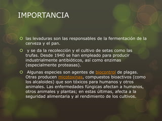 IMPORTANCIA


 las levaduras son las responsables de la fermentación de la
  cerveza y el pan.
 y se da la recolección y el cultivo de setas como las
  trufas. Desde 1940 se han empleado para producir
  industrialmente antibióticos, así como enzimas
  (especialmente proteasas).
 Algunas especies son agentes de biocontrol de plagas.
  Otras producen micotoxinas, compuestos bioactivos (como
  los alcaloides) que son tóxicos para humanos y otros
  animales. Las enfermedades fúngicas afectan a humanos,
  otros animales y plantas; en estas últimas, afecta a la
  seguridad alimentaria y al rendimiento de los cultivos.
 