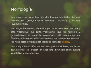 Morfología
Los hongos se presentan bajo dos formas principales: hongos
filamentosos (antiguamente llamados "mohos") y hongos
levaduriformes.

Un hongo filamentoso tiene dos porciones, una reproductiva y
otra vegetativa. La parte vegetativa, que es haploide y
generalmente no presenta coloración, está compuesta por
filamentos llamados hifas (usualmente microscópicasA menudo
las hifas están divididas por tabiques llamados septos.

Los hongos levaduriformes son siempre unicelulares, de forma
casi esférica. No existen en ellos una distinción entre cuerpo
vegetativo y reproductivo.
 