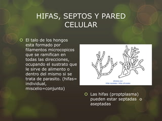 HIFAS, SEPTOS Y PARED
               CELULAR
 El talo de los hongos
  esta formado por
  filamentos microcopicos
  que se ramifican en
  todas las direcciones,
  ocupando el sustrato que
  le sirve de alimento o
  dentro del mismo si se
  trata de parasito. (hifas=
  individual,
  miscelio=conjunto)
                                Las hifas (proptplasma)
                                 pueden estar septadas o
                                 aseptadas
 