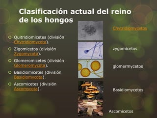 Clasificación actual del reino
     de los hongos
                                Chytridiomycetos

 Quitridiomicetes (división
  Chytridiomycota).
 Zigomicetos (división         zygomicetos
  Zygomycota).
 Glomeromicetes (división
  Glomeromycota).               glomermycetos
 Basidiomicetes (división
  Basidiomycota).
 Ascomicetes (división
  Ascomycota).                  Basidiomycetos




                               Ascomicetos
 