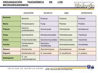 26
Dominio
Bacteria Eukarya Eukarya Eukarya
Reino Proteobacteria Fungi Plantae Protista
Phylum
Gamma
proteobacteria
Ascomycota Chlorophyta Amoebozoa
Clase Zymobacteria Hemiascomycetes Chlorophyceae Tubulinea
Orden Enterobacteriales Saccharomycetales Chlorococcales Tubulinida
Familia
Eenterobacte-
riaceae
Saccharo-
mycetaceae
Scenedesmaceae Amoebidae
Género Escherichia Saccharomyces Scenedesmus Amoeba
Especie Escherichia coli S. cerevisiae S. acutiformis A. proteus
Subespecie
E. coli
enterotoxigénica
ORGANIZACIÓN TAXONÓMICA DE LOS
MICROORGANISMOS:
procariote levadura alga protozoario
 